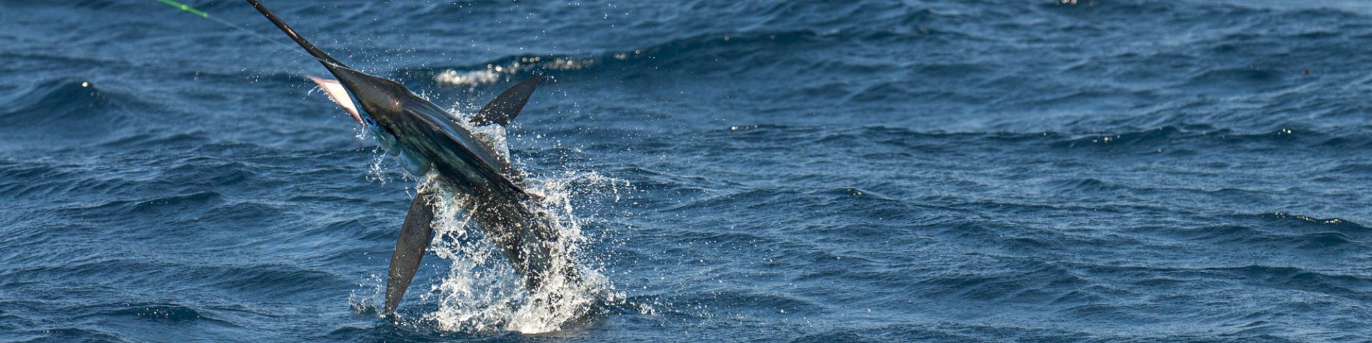 The image shows a large fish, possibly a marlin, hooked on a fishing line, leaping out of the ocean water, surrounded by waves.