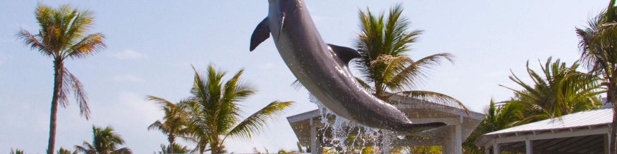 A dolphin is mid-jump out of the water with splash beneath, set against a background of palm trees and buildings.